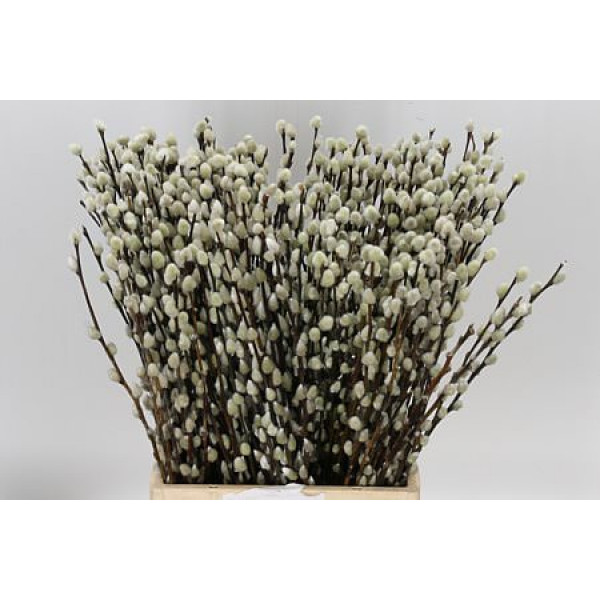 Salix Caprea Snow Flake chFres 50cm 50cm A1