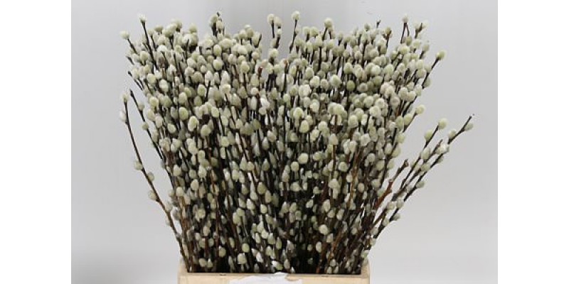 Salix Caprea Snow Flake chFres 50cm 50cm A1