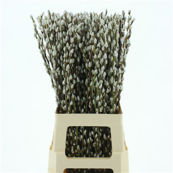 Salix Caprea Snow Flake chFres 70cm 70cm 0