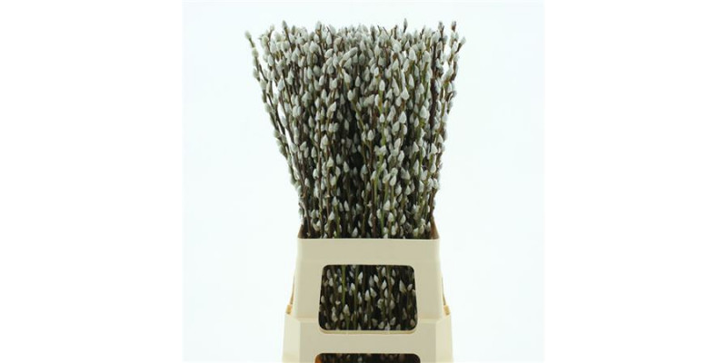 Salix Caprea Snow Flake chFres 70cm 70cm 0