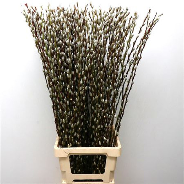 Salix Caprea Snow Flake chFres 100cm 100cm 0