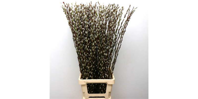 Salix Caprea Snow Flake chFres 100cm 100cm 0