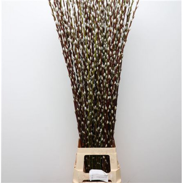 Salix Caprea Snow Flake chFres 120cm 120cm 0