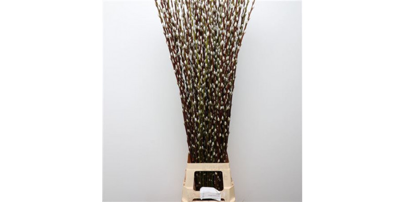 Salix Caprea Snow Flake chFres 120cm 120cm 0