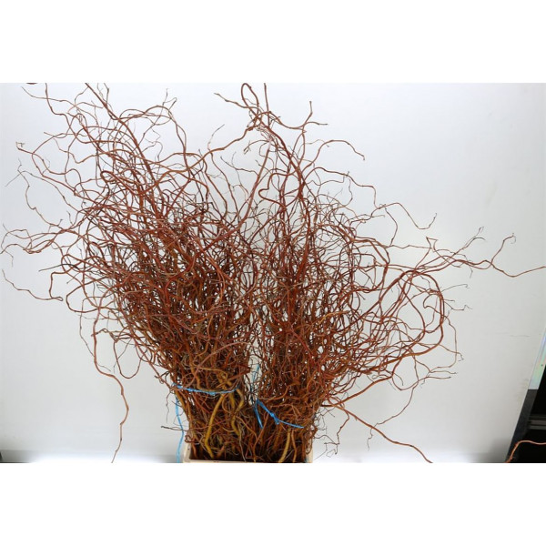 Salix Ov Bs 100cm A1 Col-Brown