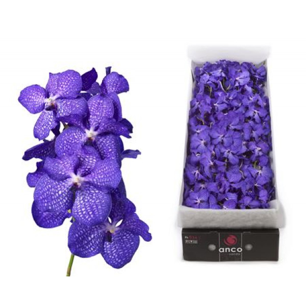 Orchid Vanda 16 Tak Blue Magic A1 Col-Blue