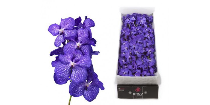 Orchid Vanda 16 Tak Blue Magic A1 Col-Blue