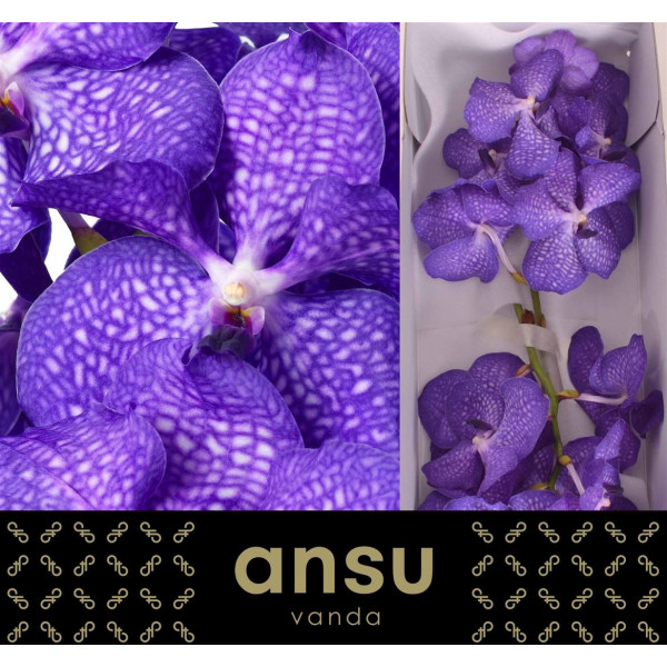 Orchid Vanda Kan Magic Blue 30 cm A1