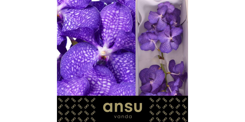 Orchid Vanda Kan Magic Blue 30 cm A1