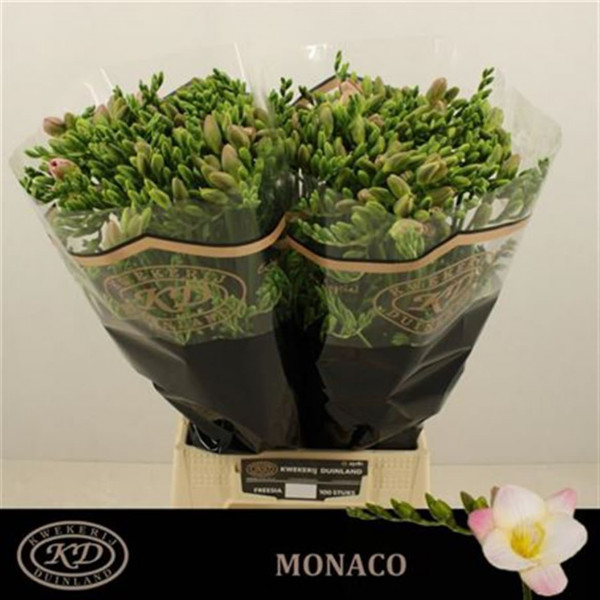 Freesias En Monaco 52 A1Pink