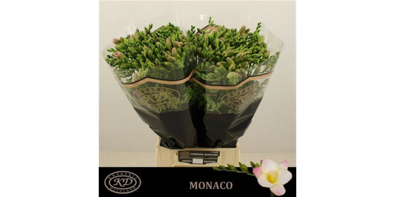 Freesias En Monaco 52 A1Pink