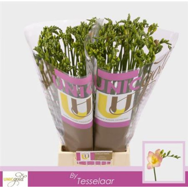 Freesias En Monaco 52cm A1