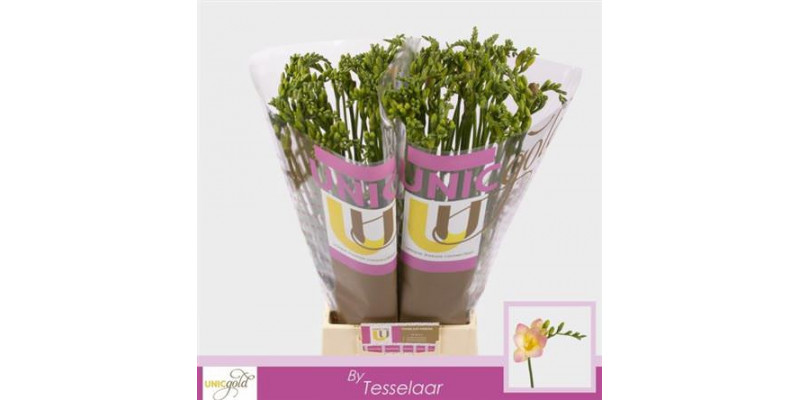 Freesias En Monaco 52cm A1