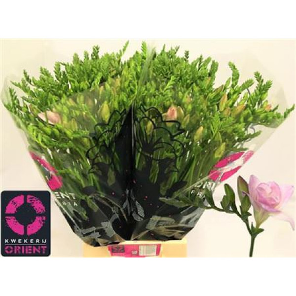 Freesias Du Honeymoon 50cm EX Col-Pink