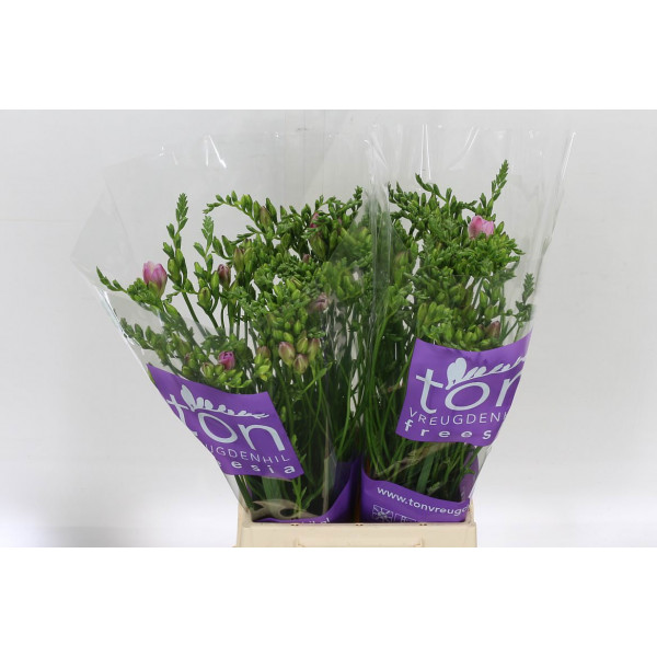 Freesias Du Honeymoon 50 A1Pink