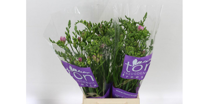 Freesias Du Honeymoon 50 A1Pink