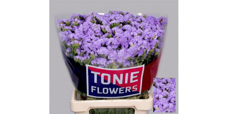 Limonium S Donau Birds 65cm A1 Col-Milka