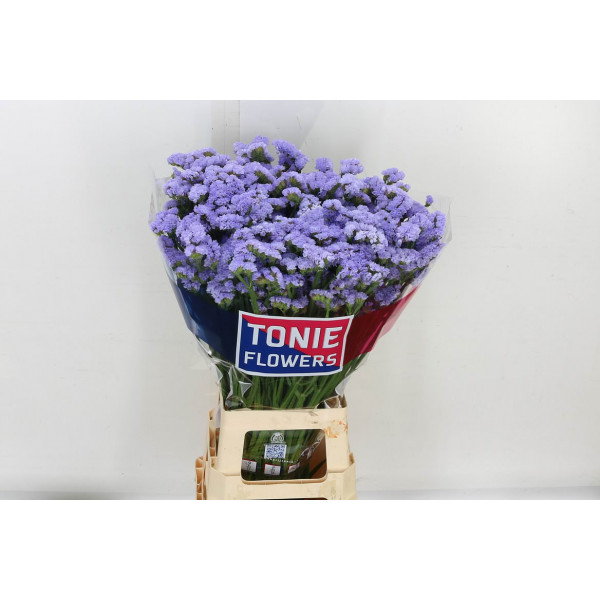 Limonium S Donau Birds 80 A1Milka