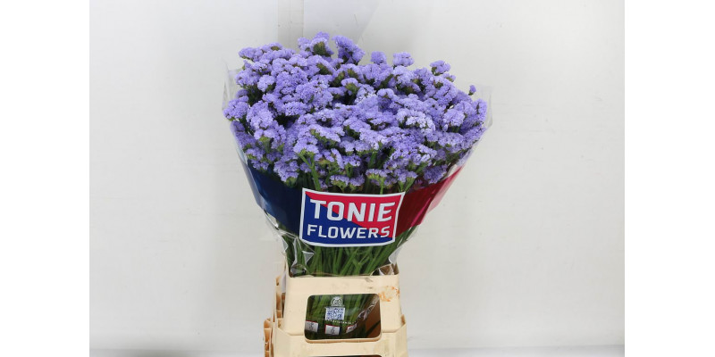 Limonium S Donau Birds 80 A1Milka