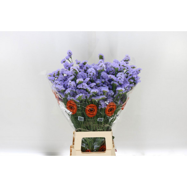 Limonium S Donau Birds 75cm A1 Col-Milka