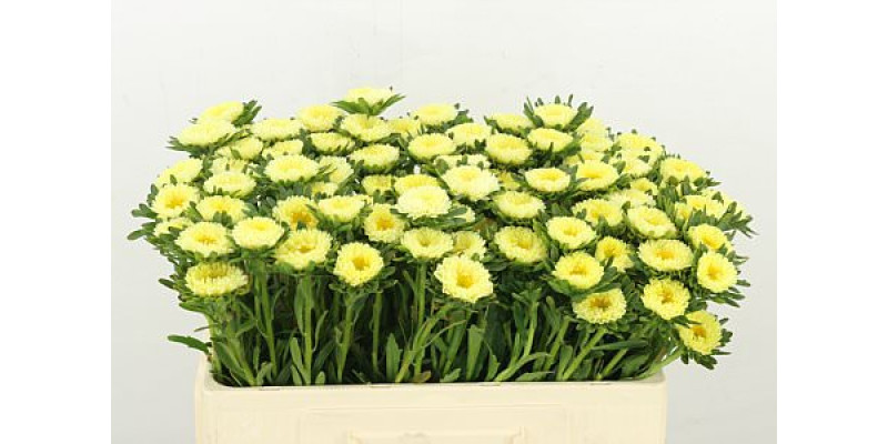 Callis Mats Geel 50cm A1