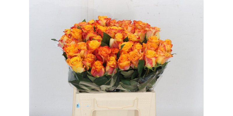 Rose Gr Marie-claire! 40 A1Orange