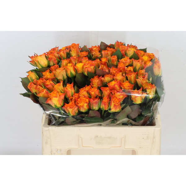 Rose Gr Marie-claire! 50 A1Orange