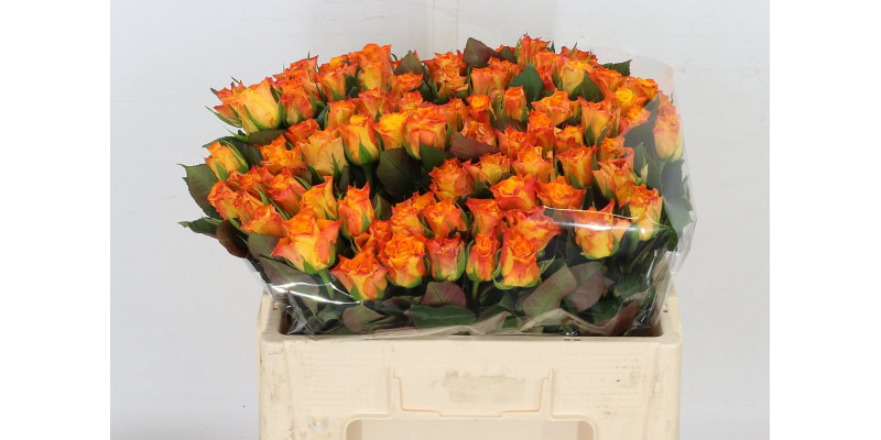 Rose Gr Marie-claire! 50 A1Orange