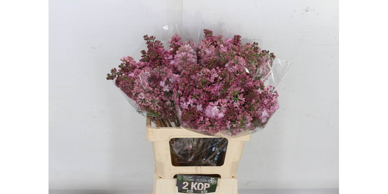 Lilac - Lilac - Syringa Hy Maidens Blush 2+ 60cm A1 Col-Salmon Pink