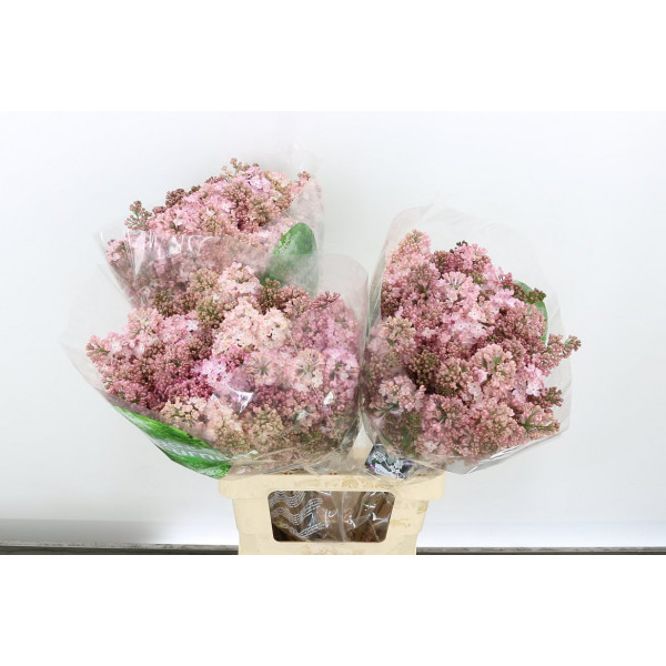 Lilac - Lilac - Syringa Hy Maidens Blush 4+ 70cm A1 Col-Salmon Pink
