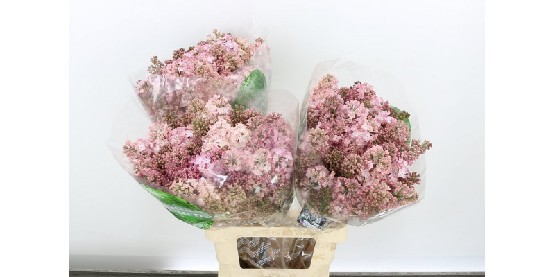 Lilac - Lilac - Syringa Hy Maidens Blush 4+ 70cm A1 Col-Salmon Pink