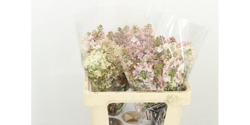 Lilac - Lilac - Syringa Hy Maidens Blush 4+ 50cm A1 Col-Salmon Pink