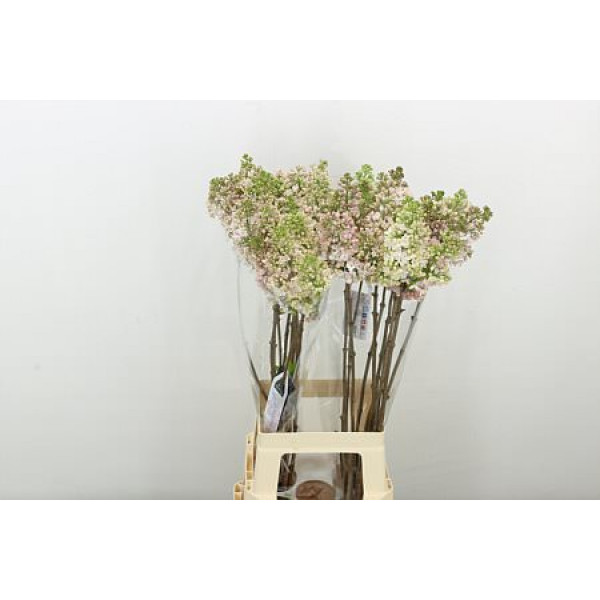 Lilac - Syringa Hy Maidens Blush 2Plus 8 A1