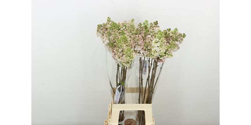 Lilac - Syringa Hy Maidens Blush 2Plus 8 A1