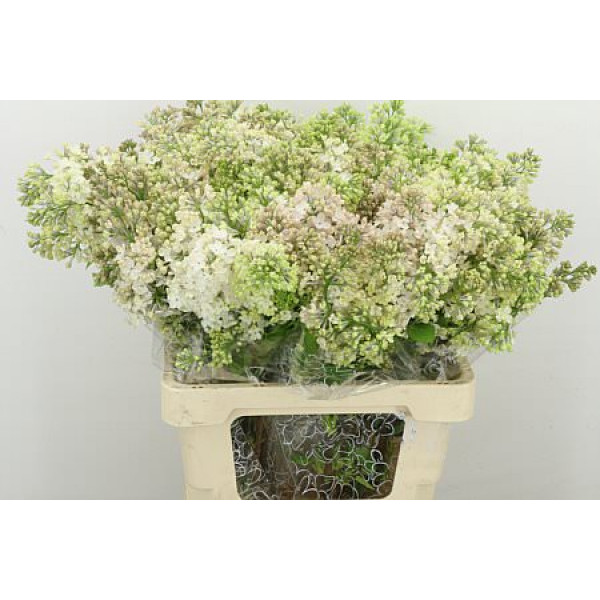 Lilac - Syringa Hy Maidens Blush 2Plus 6 A1