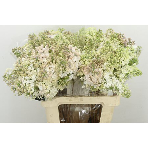 Lilac - Syringa Hy Maidens Blush 2Plus A2 6 A2