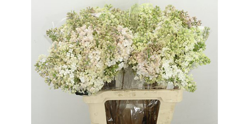 Lilac - Syringa Hy Maidens Blush 2Plus A2 6 A2