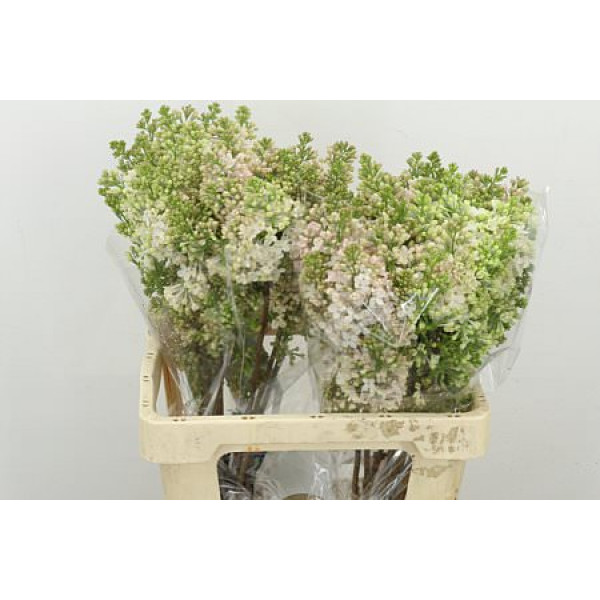 Lilac - Syringa Hy Maidens Blush 4Plus 6 A1