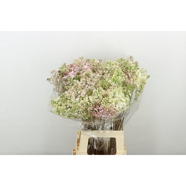 Lilac - Syringa Hy Maidens Blush 4Plus A2 7 A2