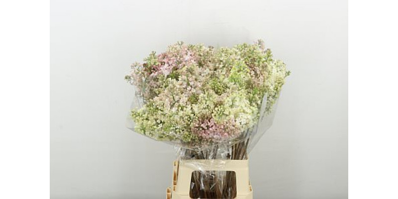 Lilac - Syringa Hy Maidens Blush 4Plus A2 7 A2