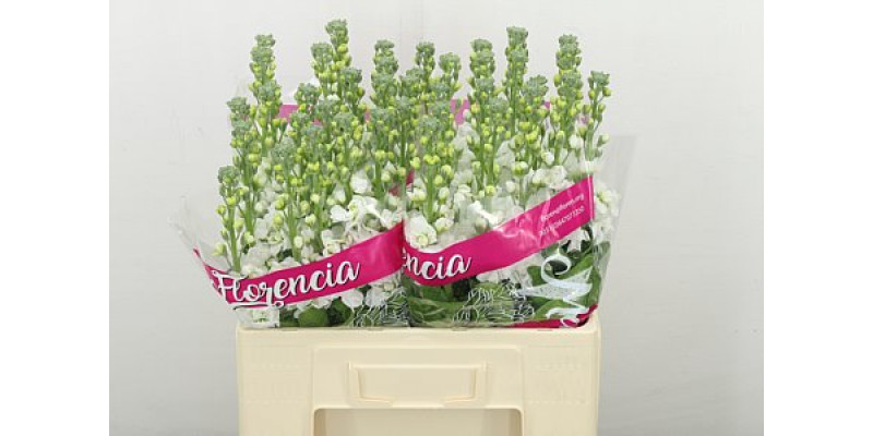 Matth Aida White 60cm A1