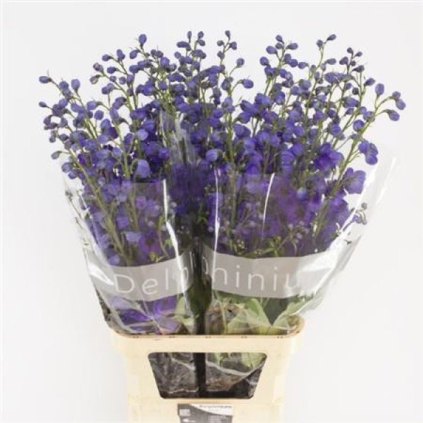 Delphinium Du Delp Jewel 110 cm A1
