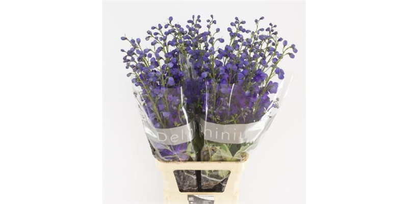 Delphinium Du Delp Jewel 110 cm A1
