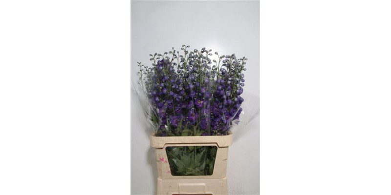 Delphinium Du Delp Jewel 100 cm A1
