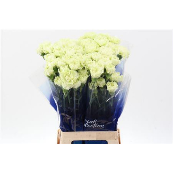 Dianthus St Prado Mint Hi 70cm A1