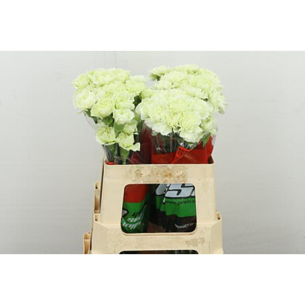 Dianthus .st Gr. Prado Mint 55 55 cm 