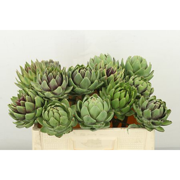 Cynara Sc Green Glob 50cm A1