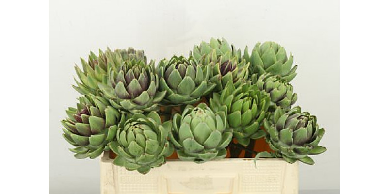 Cynara Sc Green Glob 50cm A1