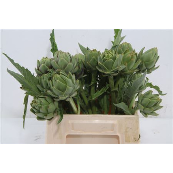 Cynara Sc Green Glob 40cm A1