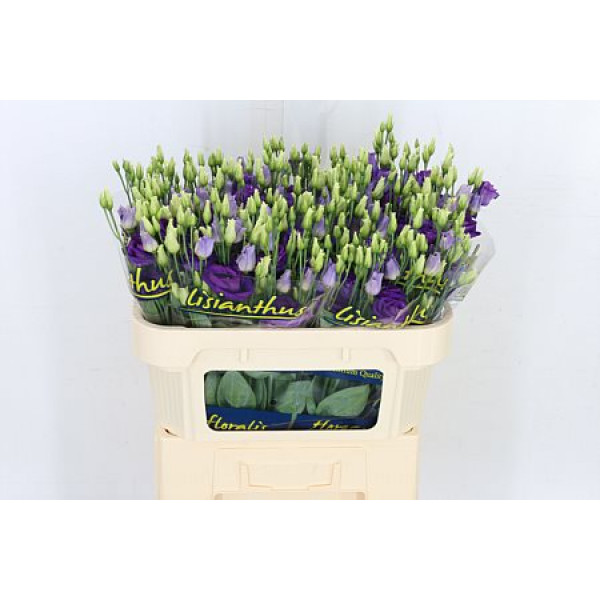 Lisianthus G Rosi Bleu 72cm A1 Col-Blue